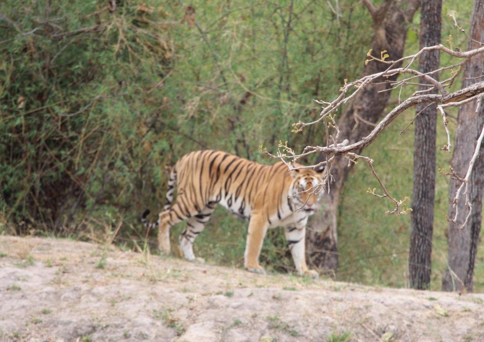 Tiger Tops Karnali Lodge Bardiya Екстер'єр фото