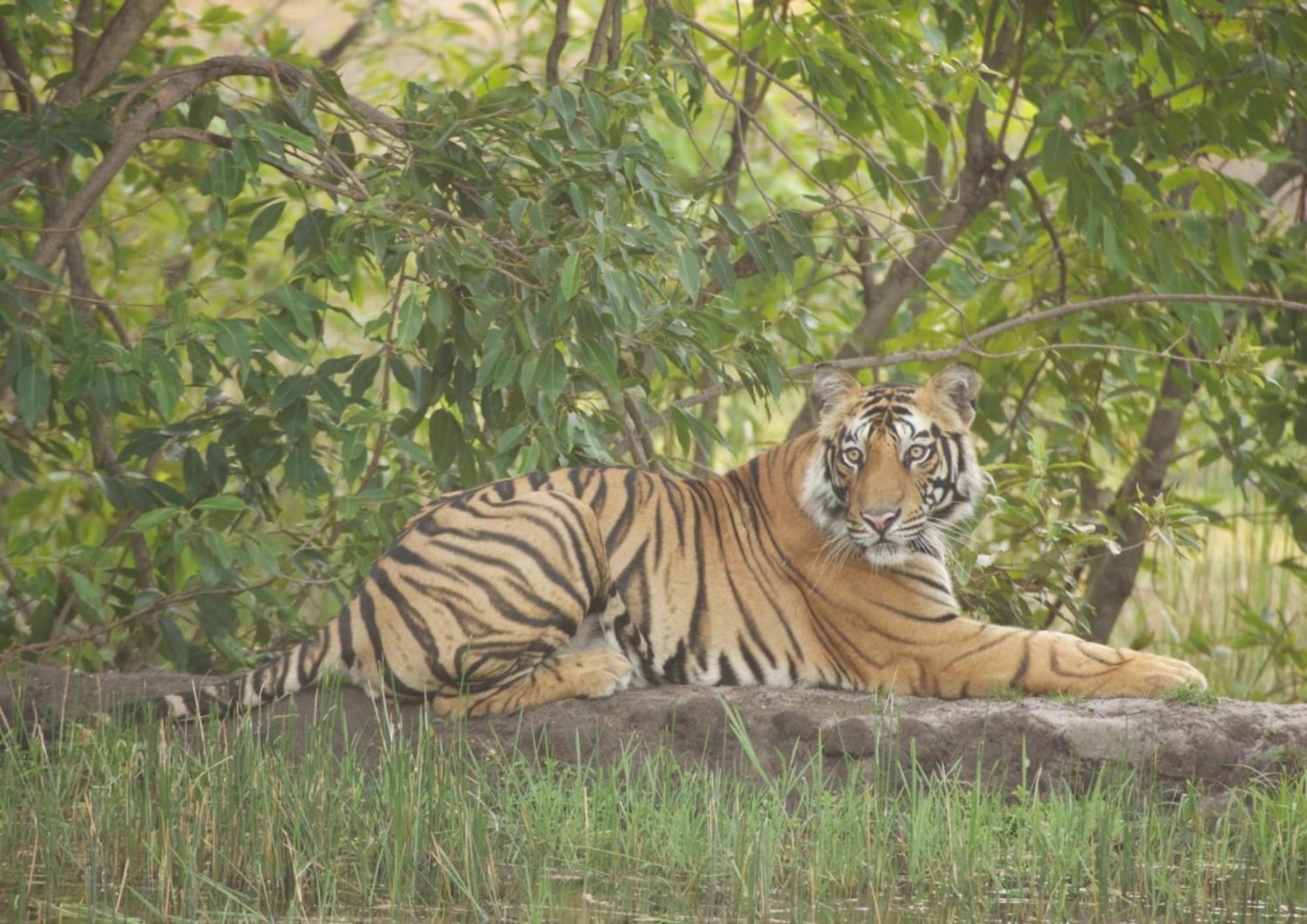 Tiger Tops Karnali Lodge Bardiya Екстер'єр фото