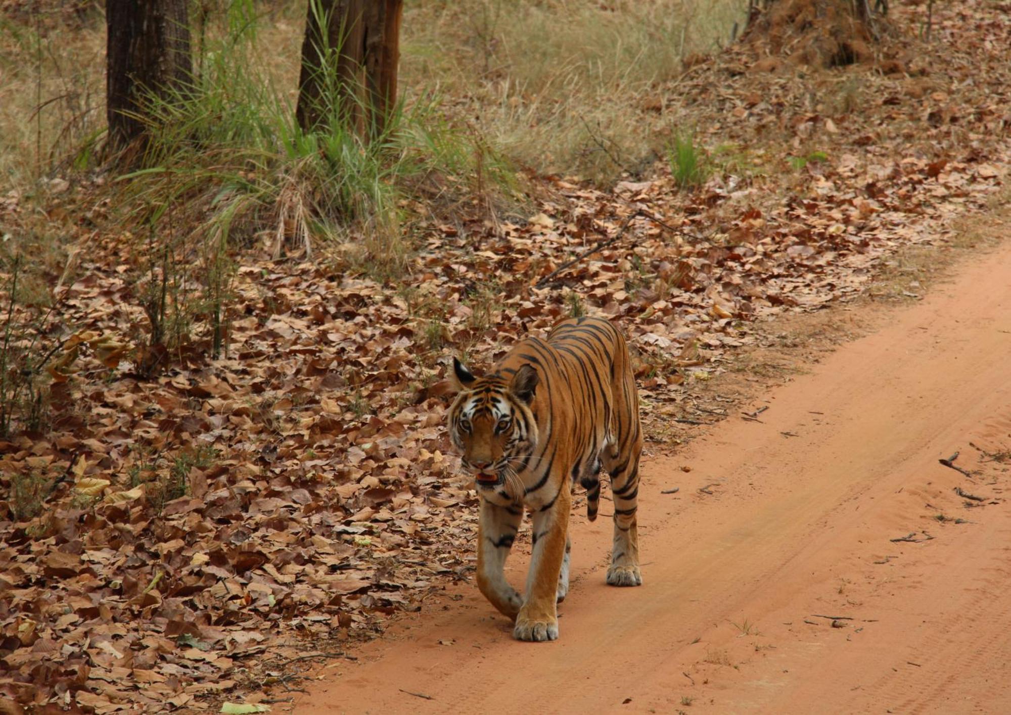 Tiger Tops Karnali Lodge Bardiya Екстер'єр фото