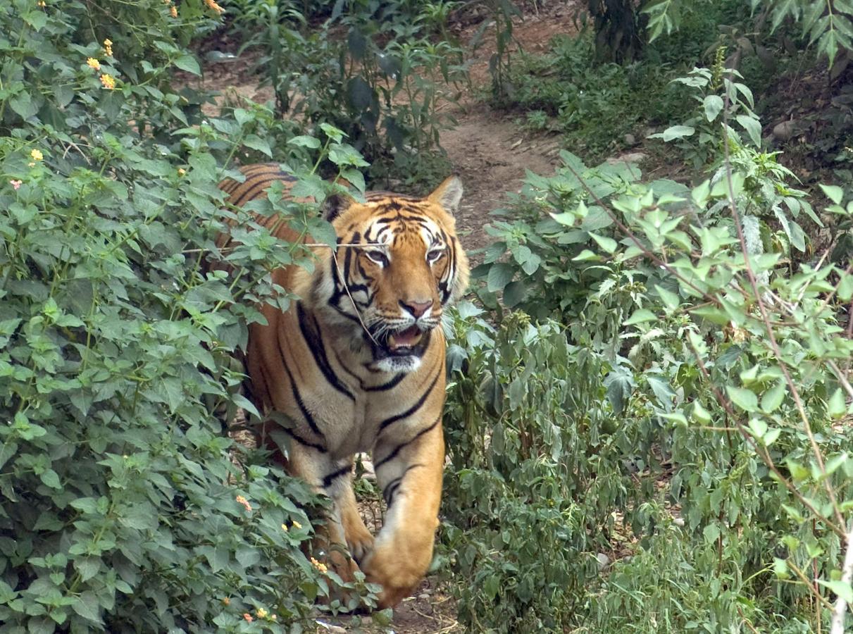 Tiger Tops Karnali Lodge Bardiya Екстер'єр фото