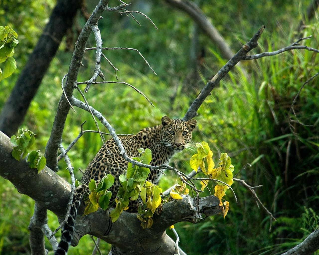Tiger Tops Karnali Lodge Bardiya Екстер'єр фото